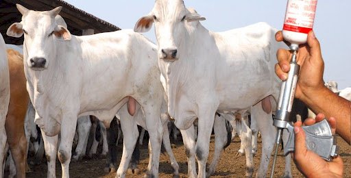 Vacinação contra a febre aftosa tem balanço positivo em Minas