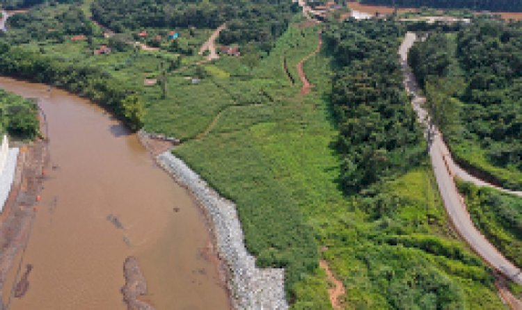 Reflorestamento em Brumadinho usa técnicas inéditas, mas só atingiu 1%