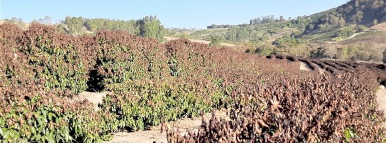 Geada atingiu 173.679 hectares no Sudoeste de Minas 