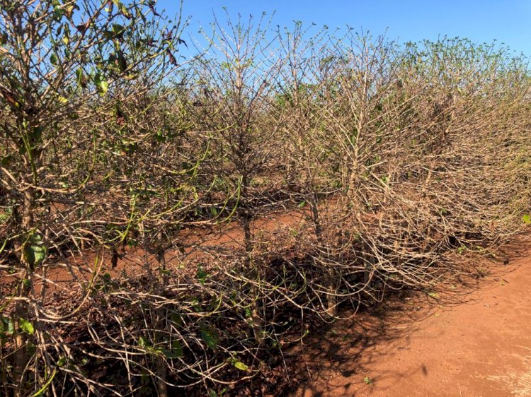 Seca pesará mais do que efeitos da geada na produção de café em 2022