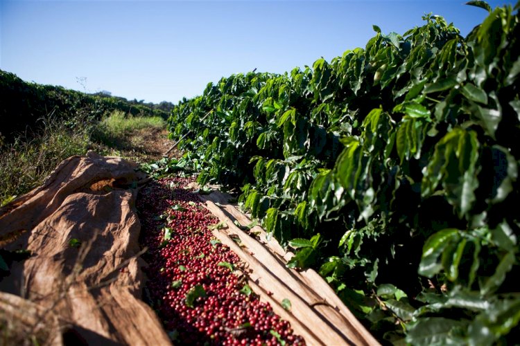 Produtores de café de Minas estão pessimistas