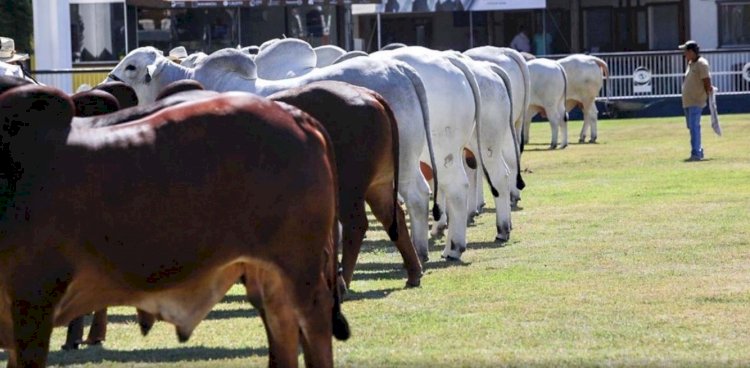 Uberaba confirma a ExpoZebu 2022 para abril