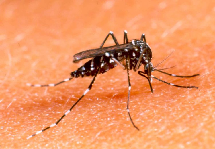 Região de JF com alto risco de dengue