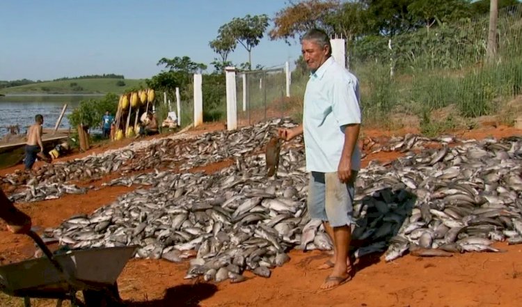 130 toneladas de peixes mortos em Furnas