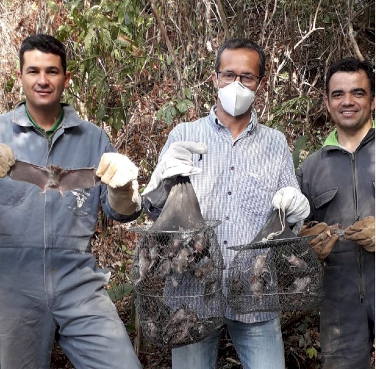 IMA captura morcegos na zona rural