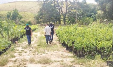 IMA investiga cancro cítrico em Teófilo Otoni