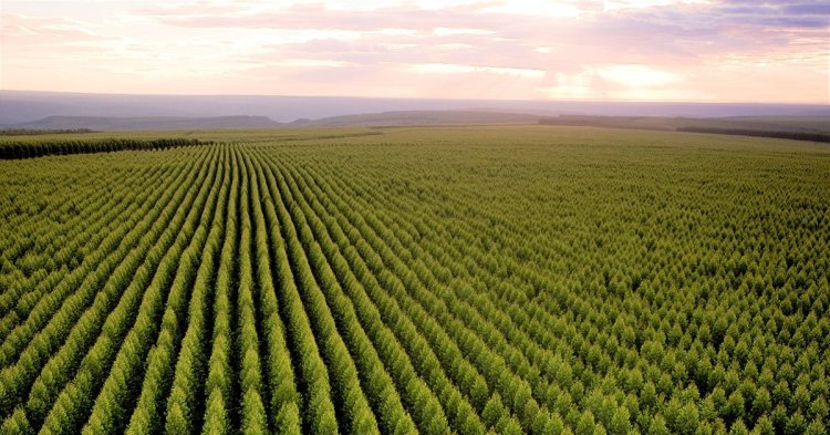 Minas tem a maior área de floresta do país