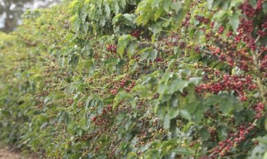 Paraíso é a 9ª que mais exporta cafés