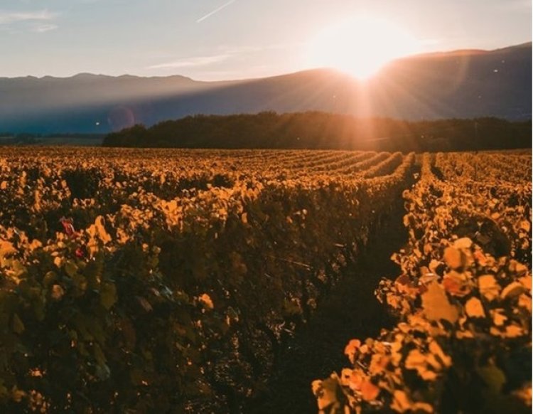 Melhor tinto do Brasil é da Serra da Canastra