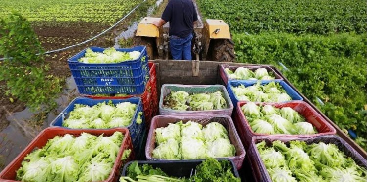 Em Timóteo, programa repassa alimentos para famílias