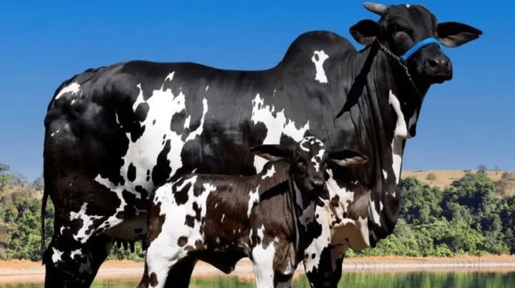 Vaca avaliada em R$ 15,2 milhões