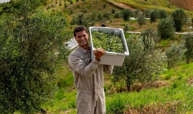 Azeite mineiro é 3º melhor do mundo
