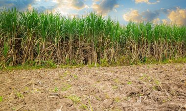 Valor da produção agrícola cresce em Minas