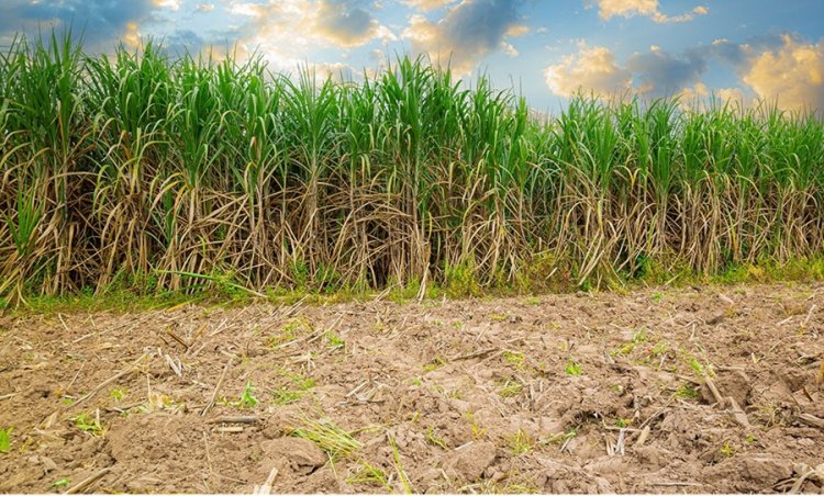 Valor da produção agrícola cresce em Minas