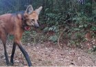 Lobos do Caraça adaptados aos visitantes