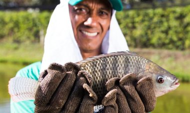Piscicultura mineira preparada para a Semana Santa