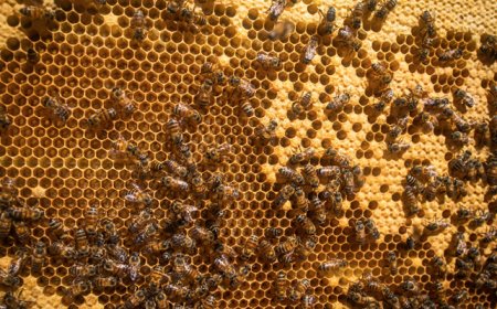 Apicultura ganha novo curso de capacitação do Senar Minas