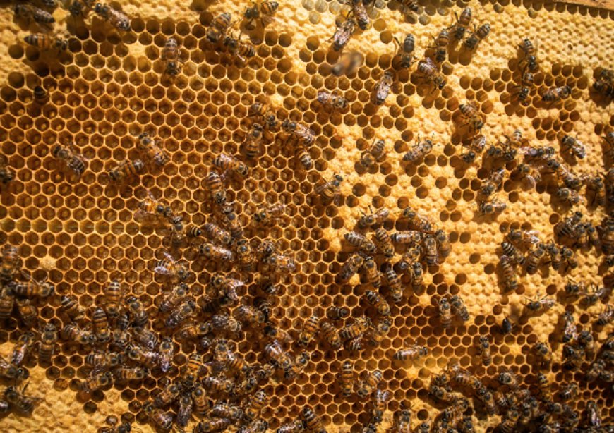 Apicultura ganha novo curso de capacitação do Senar Minas