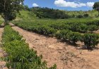 Minas Gerais amplia produção de café conilon e fortalece diversificação no campo