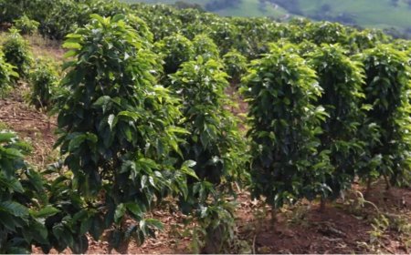 Saca de café mineiro alcança R$ 90 mil