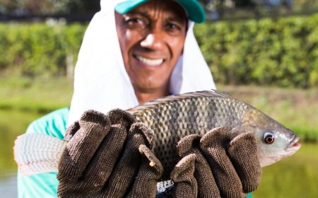 Mesmo com alta produção, Minas Gerais passa a importar tilápia pela primeira vez em quase 30 anos