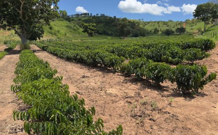Minas Gerais amplia produção de café conilon e fortalece diversificação no campo