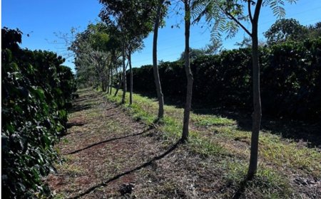 Cooperativa vende crédito de carbono