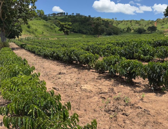 Minas Gerais amplia produção de café conilon e fortalece diversificação no campo