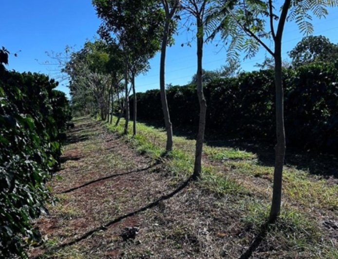 Cooperativa vende crédito de carbono