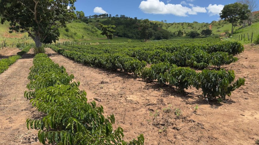 Minas Gerais amplia produção de café conilon e fortalece diversificação no campo