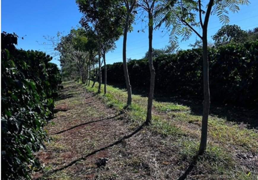 Cooperativa vende crédito de carbono