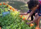 Agro na Escola une educação e prática no campo em Belo Oriente