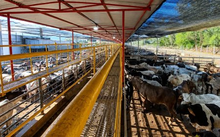 Frigorífico mineiro reabilitado para a China