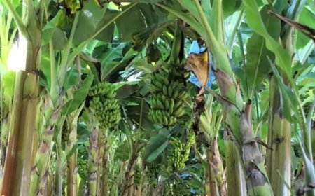 Produção de frutas avança na Zona da Mata