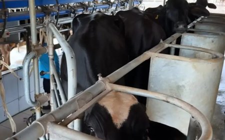 Potência leiteira enfrenta saída de produtores