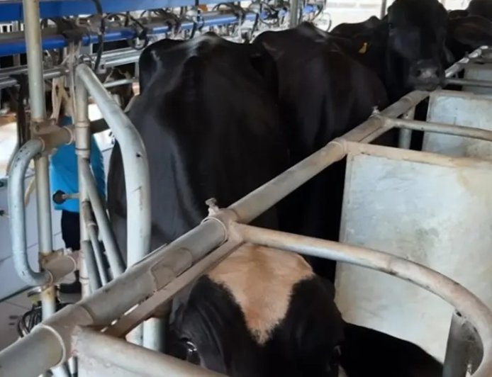 Potência leiteira enfrenta saída de produtores