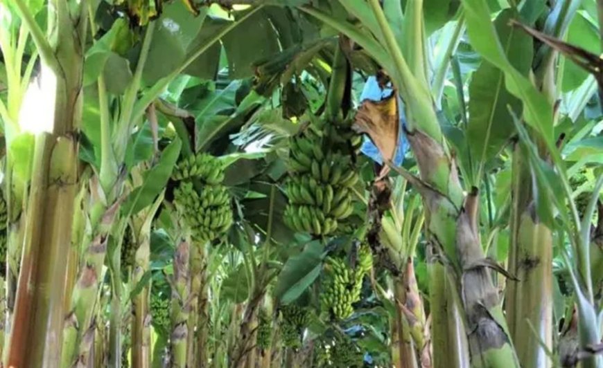 Produção de frutas avança na Zona da Mata