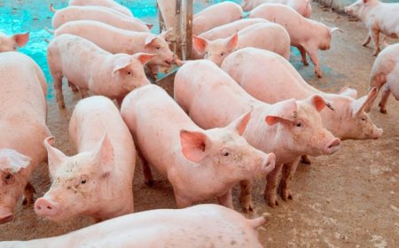 Preço do suíno cai 32% em Minas