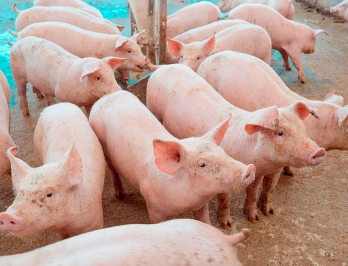Preço do suíno cai 32% em Minas