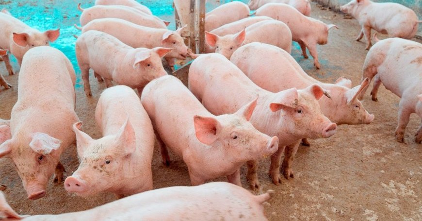 Preço do suíno cai 32% em Minas