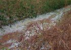 Prejuízos por chuva e granizo: veja o que o produtor deve fazer para comprovar perdas