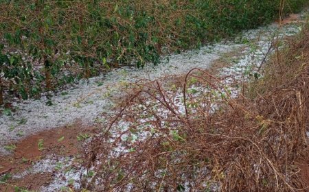 Prejuízos por chuva e granizo: veja o que o produtor deve fazer para comprovar perdas