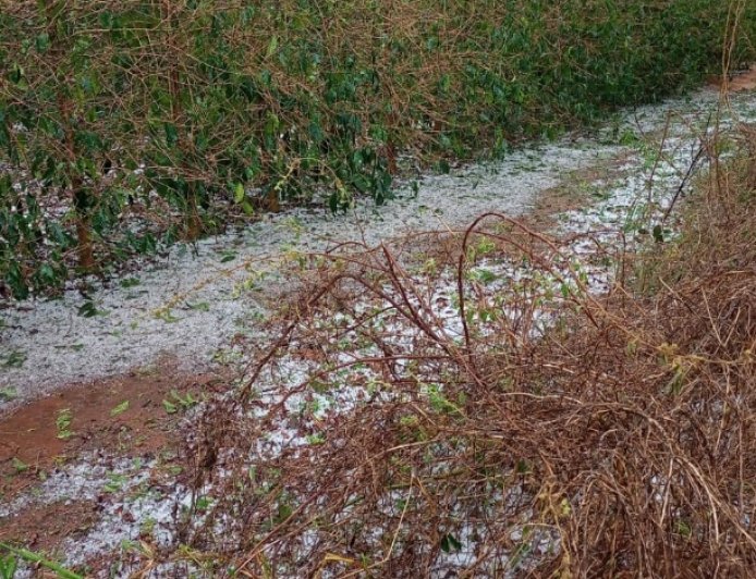 Prejuízos por chuva e granizo: veja o que o produtor deve fazer para comprovar perdas